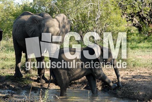 Afrikanischer Elefant (41 von 131).jpg